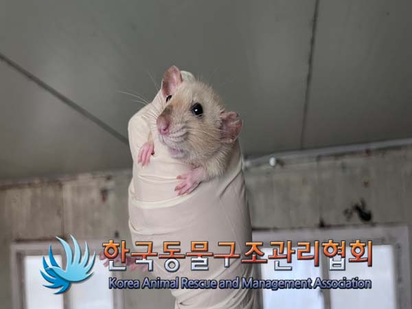 한국동물구조관리협회_411311202400824